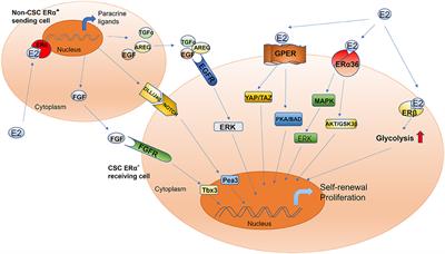 Involvement of the Estrogen and Progesterone Axis in Cancer Stemness: Elucidating Molecular Mechanisms and Clinical Significance